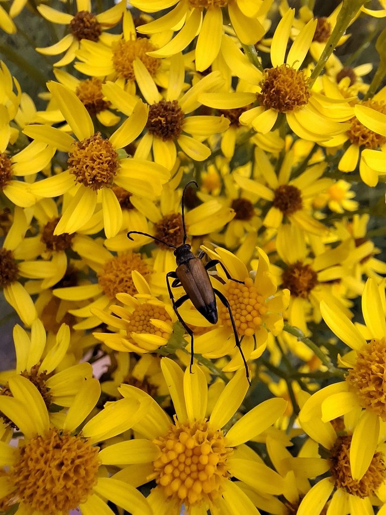 Insect in the summer grass near Metsamarja
