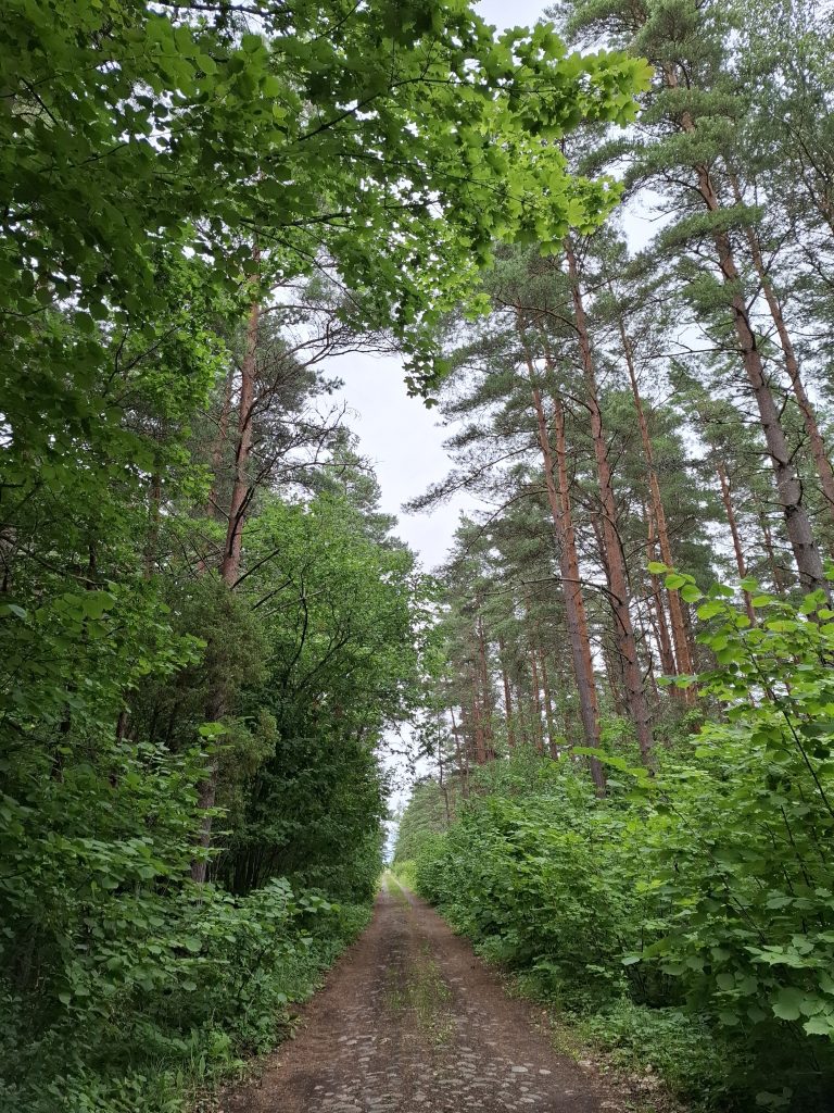 Road through the Muhu countryside
