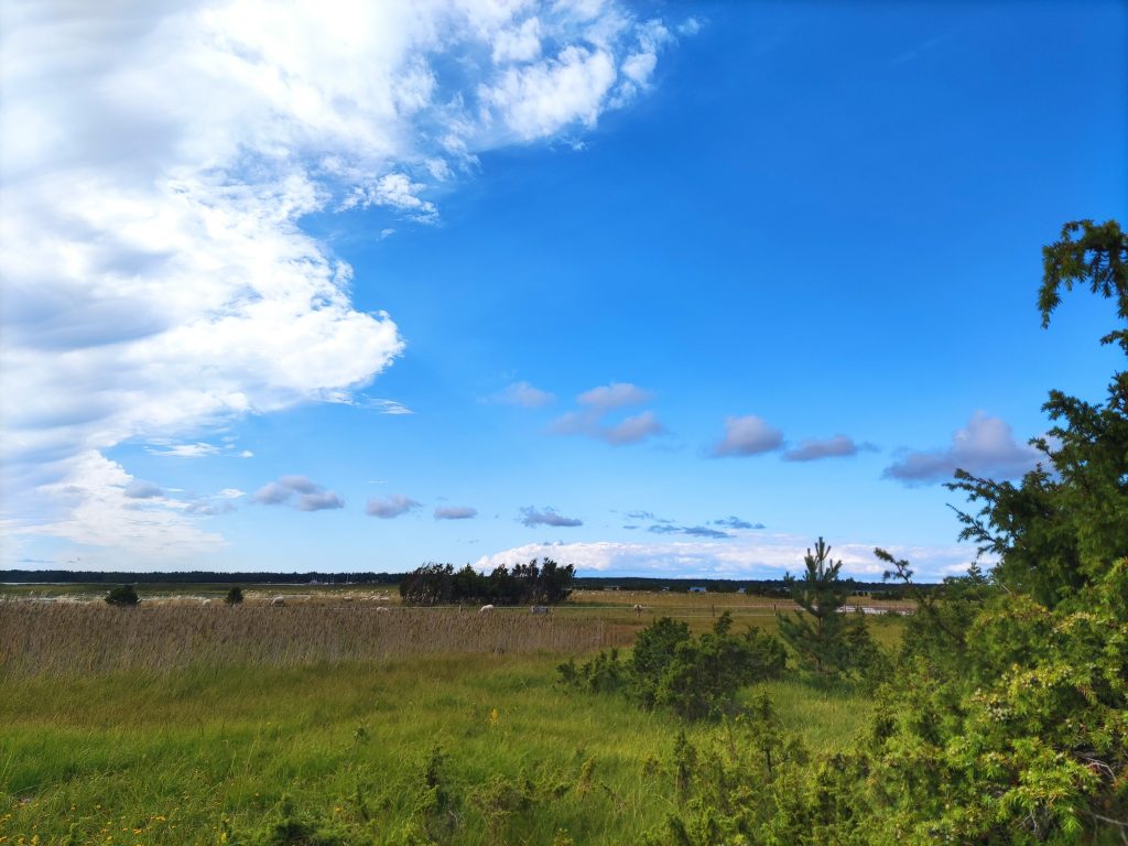 Summer field near Metsamarja