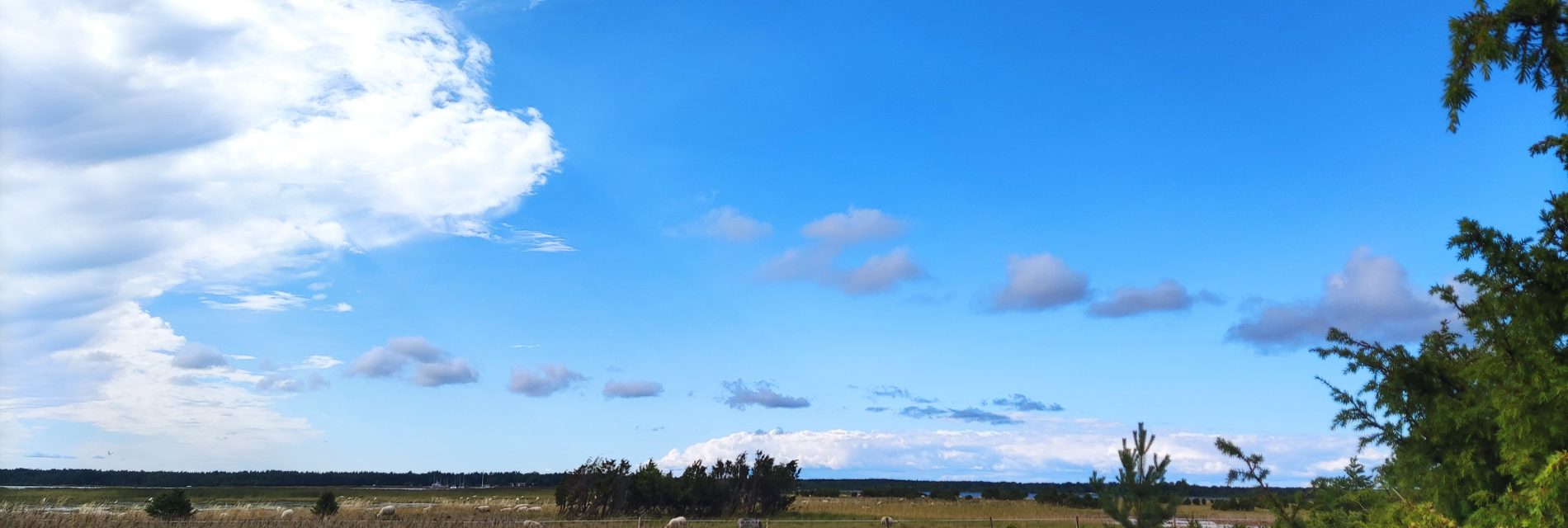 Summer fields around Metsamarja on Muhu Island
