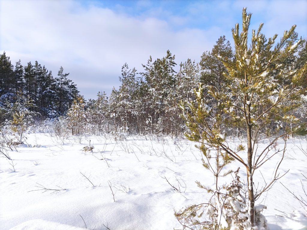 Winter tree landscape near Metsamarja