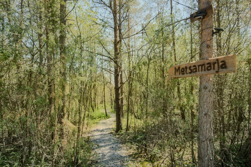 Forest path at Metsamarja on Muhu Island